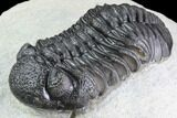 Detailed Morocops Trilobite - Visible Eye Facet #86761-2